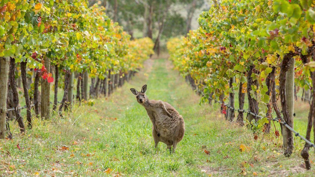 The Vines Motel & Cottages Stanthorpe Extérieur photo