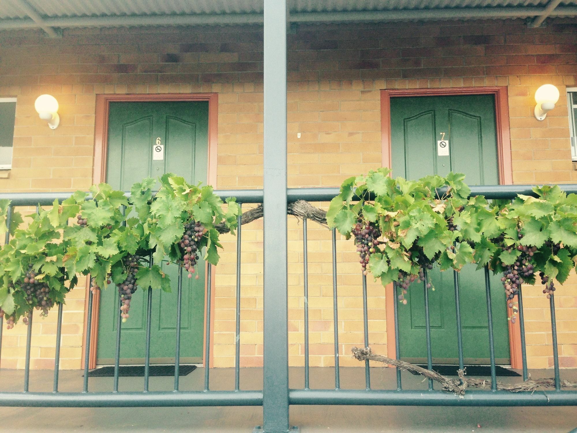 The Vines Motel & Cottages Stanthorpe Extérieur photo