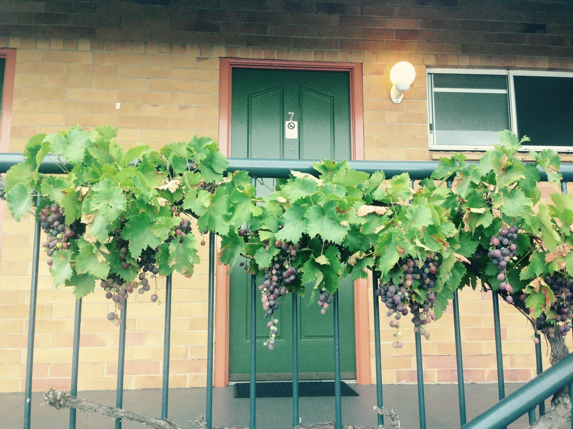 The Vines Motel & Cottages Stanthorpe Extérieur photo